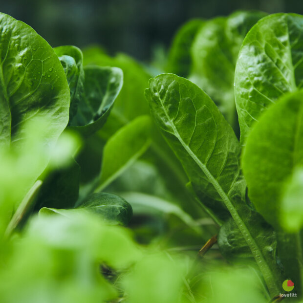 กว่าจะได้ Cos Lettuce หรือ ผักกาดหวาน