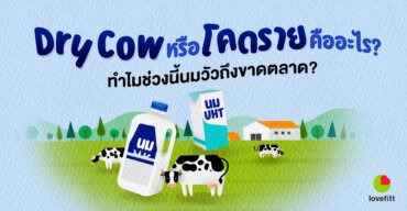 Dry Cow หรือ โคดราย คืออะไร? ทำไมช่วงนี้นมวัวถึงขาดตลาด?