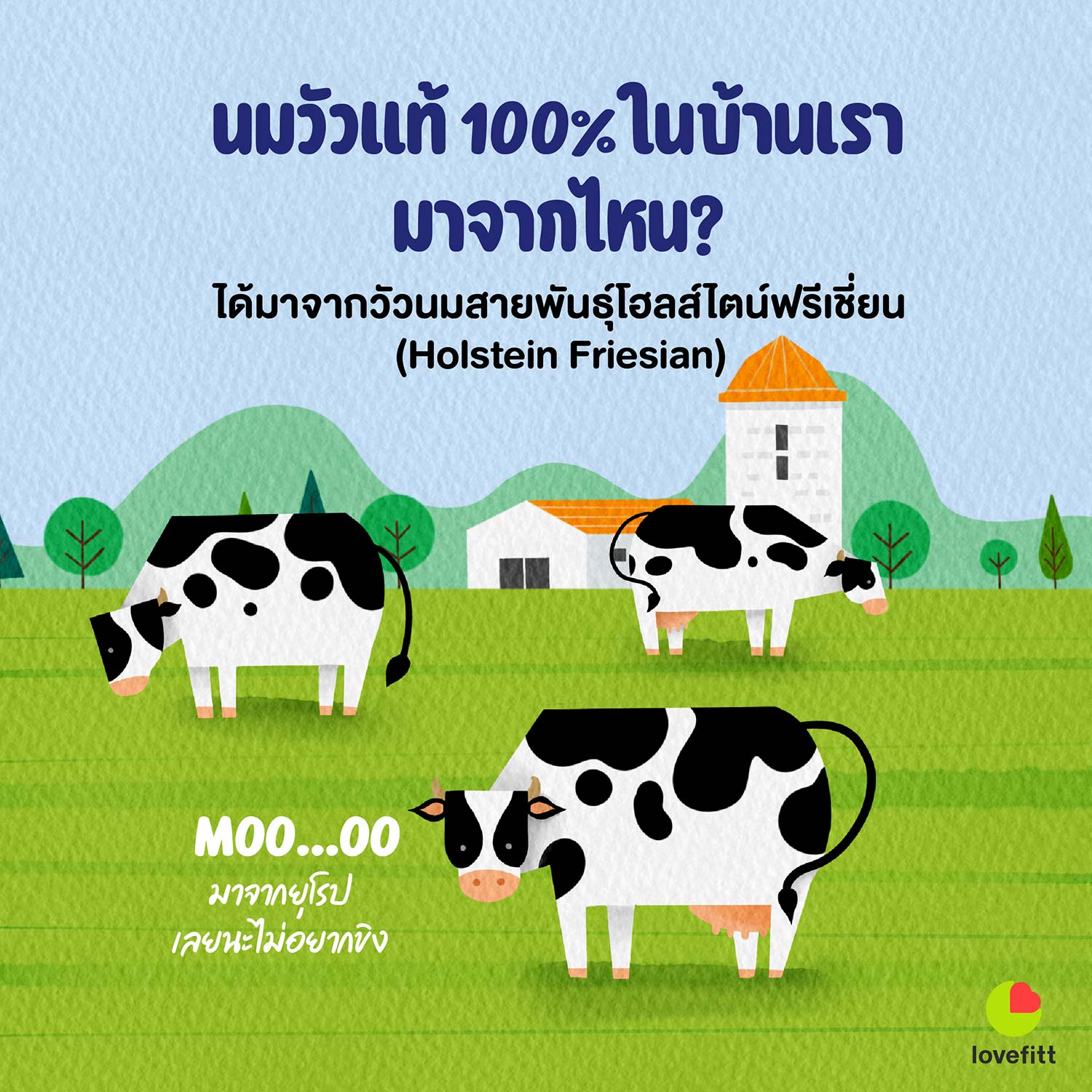 นมวัวในประเทศไทยได้มาจากวัวสายพันธุ์โฮลส์ไตน์ฟรีเชี่ยน