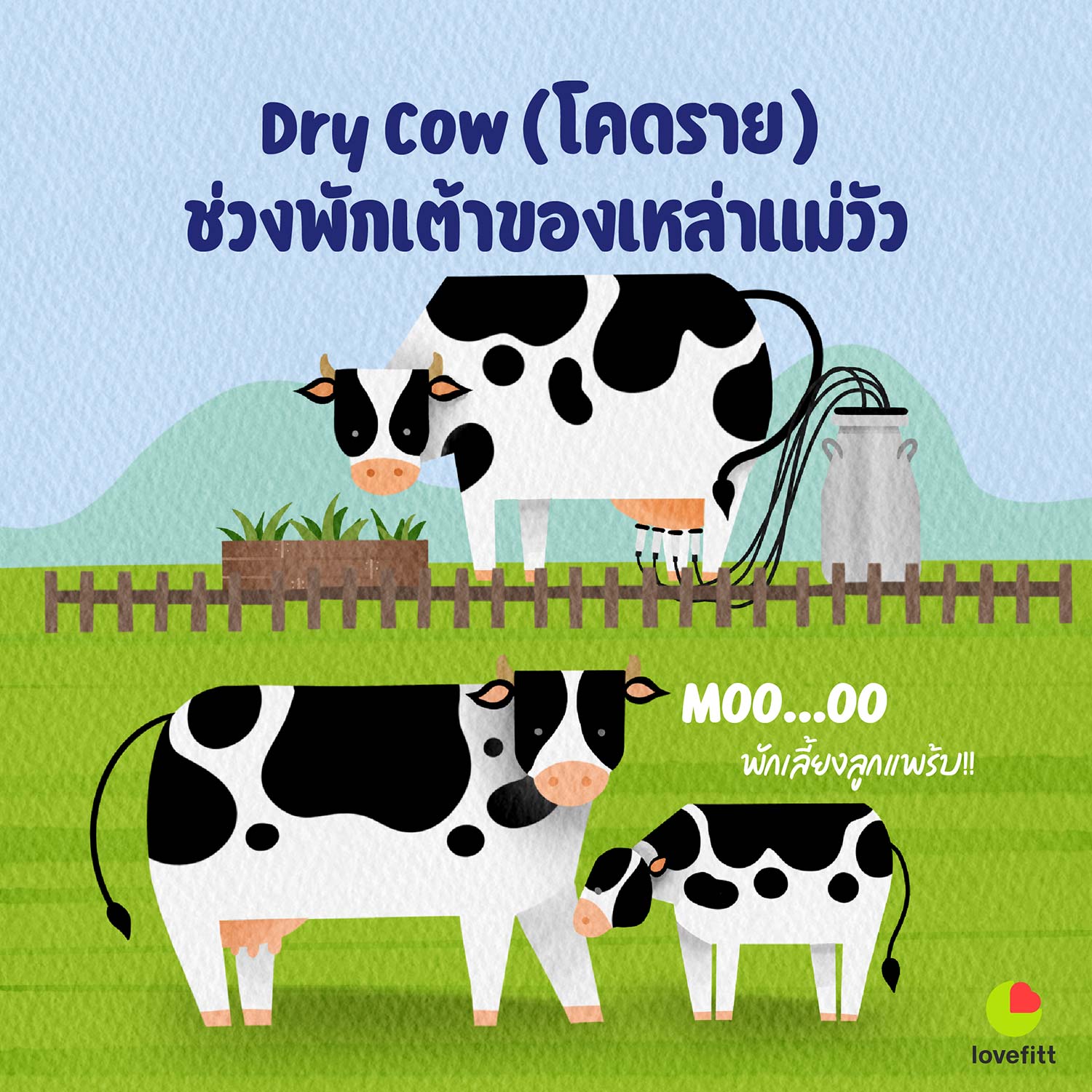 dry cow (โคดราย) คือช่วงพักเต้าของวัวนม