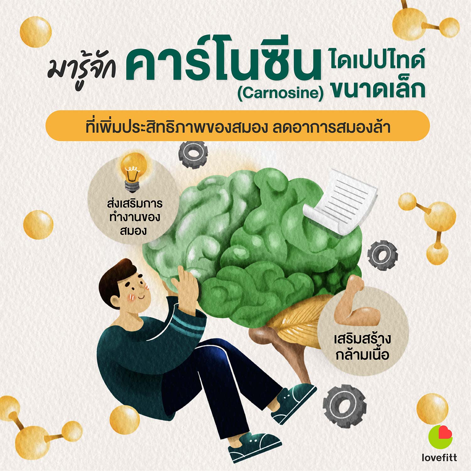 คาร์โนซีน ไดเปปไทด์ เพิ่มประสิทธิภาพของสมอง ลดการเมื่อยล้า 